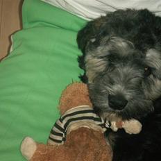 Tibetansk terrier LOUIE
