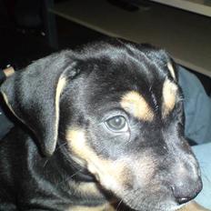 Amerikansk staffordshire terrier Cæsar