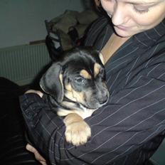 Amerikansk staffordshire terrier Cæsar