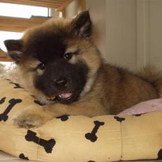 Eurasier linka