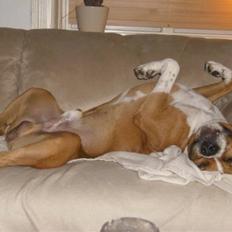 Amerikansk staffordshire terrier Felix