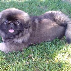 Pekingeser Tarzan