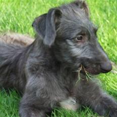 Skotsk hjortehund Arnold. Død 19. okt. 2012
