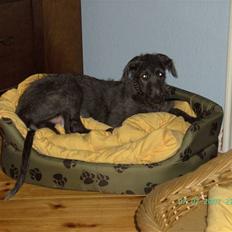Skotsk hjortehund Arnold. Død 19. okt. 2012