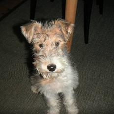 Ruhåret foxterrier Penny