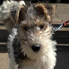 Ruhåret foxterrier Penny