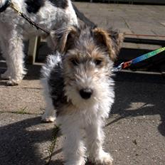 Ruhåret foxterrier Penny