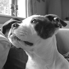 Amerikansk bulldog Cindy