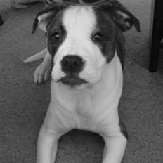 Amerikansk bulldog Cindy