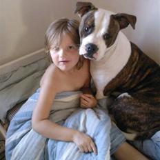 Amerikansk bulldog Cindy