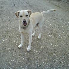 Labrador retriever Hugo.. (aflivet)