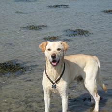 Labrador retriever Hugo.. (aflivet)