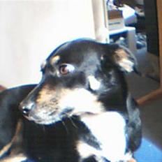 Dansk svensk gaardhund Molly<33