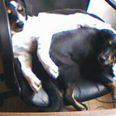 Dansk svensk gaardhund Molly<33