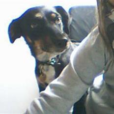 Dansk svensk gaardhund Molly<33