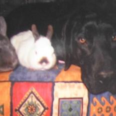 Blanding af racer Tyson