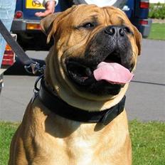 Bullmastiff Bonzo