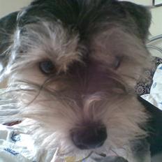 Bichon havanais sir Cody