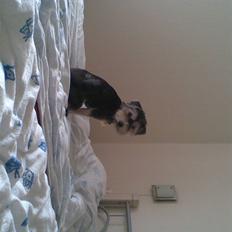 Bichon havanais sir Cody