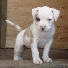 Amerikansk bulldog Lucy Lui