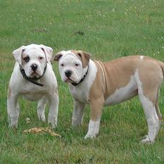 Amerikansk bulldog Lucy Lui