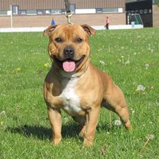 Staffordshire bull terrier Rocky (Dailo's Passion)