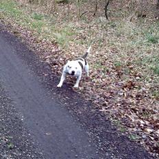 Staffordshire bull terrier Freja (Liza Kabri)