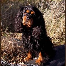 Cavalier king charles spaniel Bino