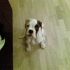Boxer Hilmer