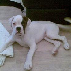 Boxer Hilmer
