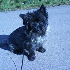 Cairn terrier Nud R.I.P