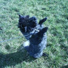 Cairn terrier Nud R.I.P