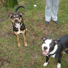 Blanding af racer Nadi