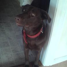 Blanding af racer Viktor <3 (R.I.P)