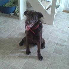 Blanding af racer Viktor <3 (R.I.P)