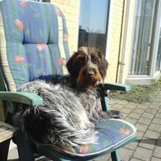 Ruhåret hønsehund Sika 