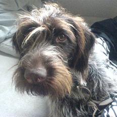 Ruhåret hønsehund Sika 