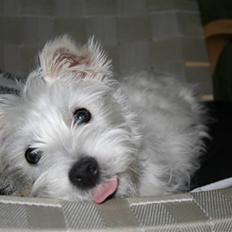 West highland white terrier Holms Mille