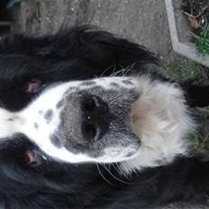 Blanding af racer knirke