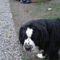 Blanding af racer knirke