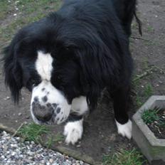 Blanding af racer knirke