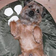 Border terrier hunters' house Elmer