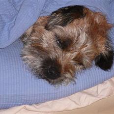 Border terrier hunters' house Elmer