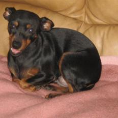 Dvaergpinscher Amina