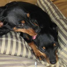 Dvaergpinscher Amina