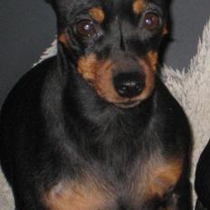 Dvaergpinscher Amina