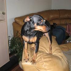 Dvaergpinscher Nemo