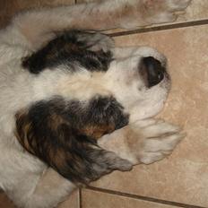 Sankt bernhardshund molly