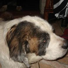 Sankt bernhardshund molly