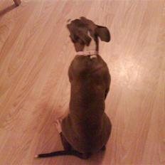 Amerikansk staffordshire terrier Shanti